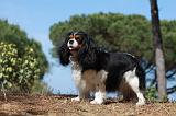 CAVALIER KING CHARLES 331